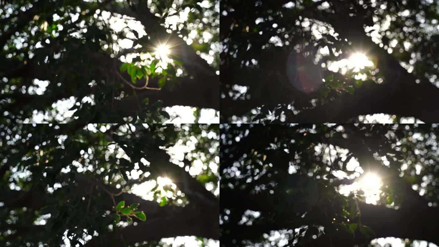 阳光穿过树叶风吹树叶唯美逆光榕树叶太阳光
