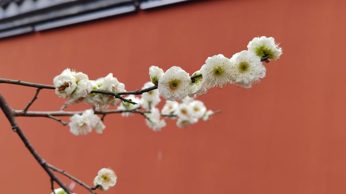 成都浣花溪公园红梅盛开