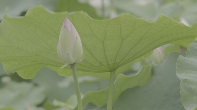 荷花 荷塘 公园 绿色 实拍