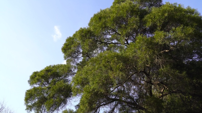 百年银桦大树绿色生命生机勃勃夏天树林松树