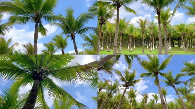 椰子树视频实拍