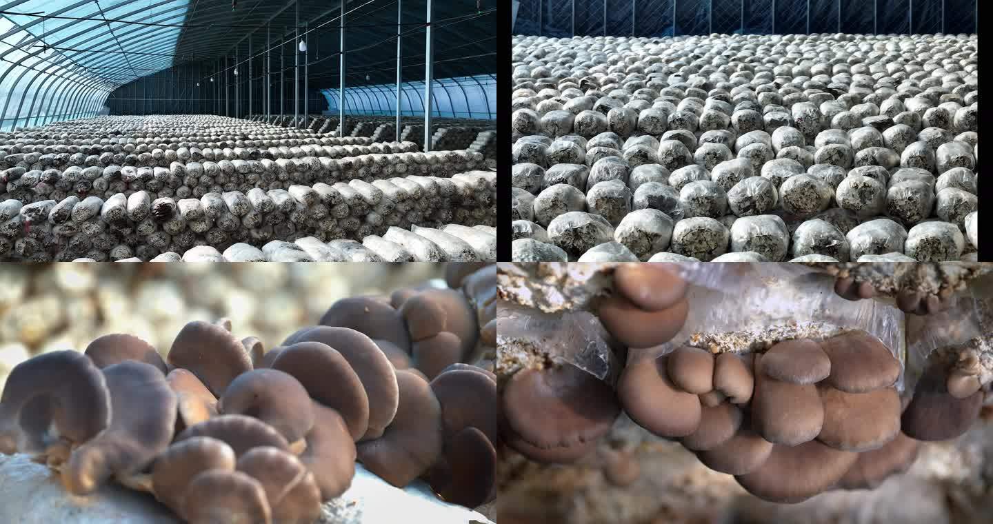 大规模平菇种植特写