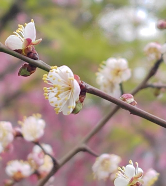 成都浣花溪公园红梅盛开