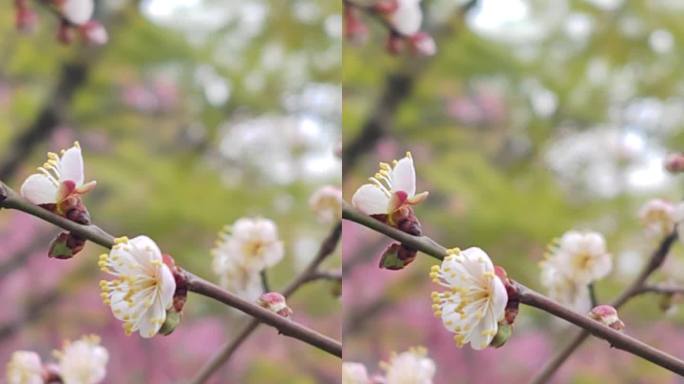 成都浣花溪公园红梅盛开