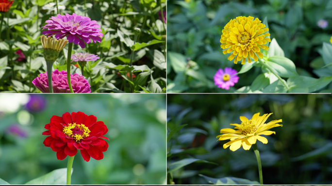 自然花卉花朵花草鲜花植物园