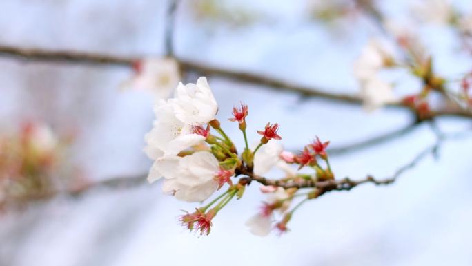 樱花野樱花春天开放，升格高帧率拍樱花坠落