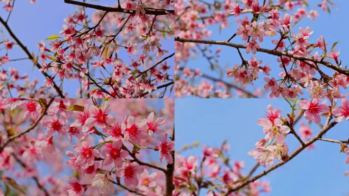 春天绽放的樱花合集