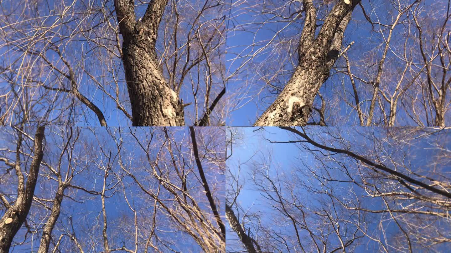 冬季 大树 树杈 干支