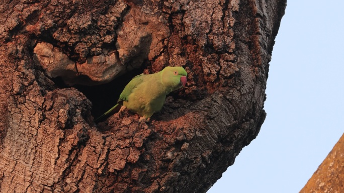 在巢外警觉观察四周的红领绿鹦鹉