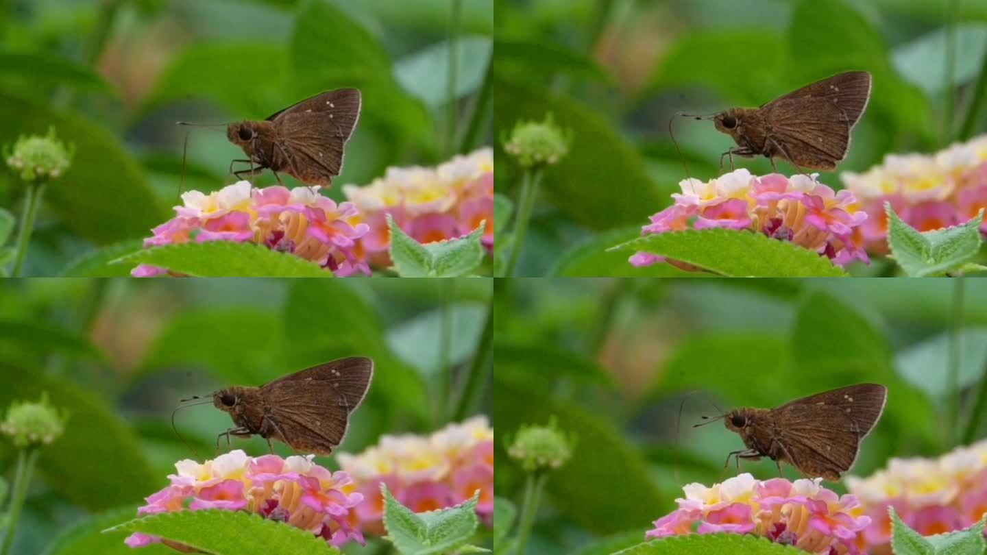 大自然蝴蝶粉蝶蛱蝶与花朵