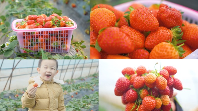草莓采摘农业丰收幸福生活笑脸