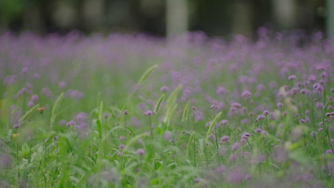 约会 甜蜜 甜美 花草 情侣