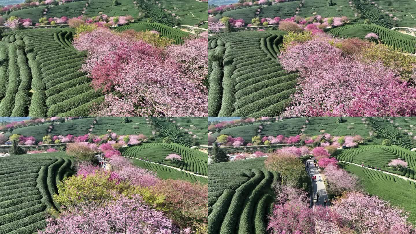 福建龙岩台品樱花茶园航拍