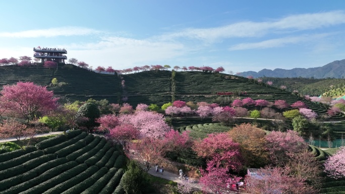 福建龙岩台品樱花茶园航拍