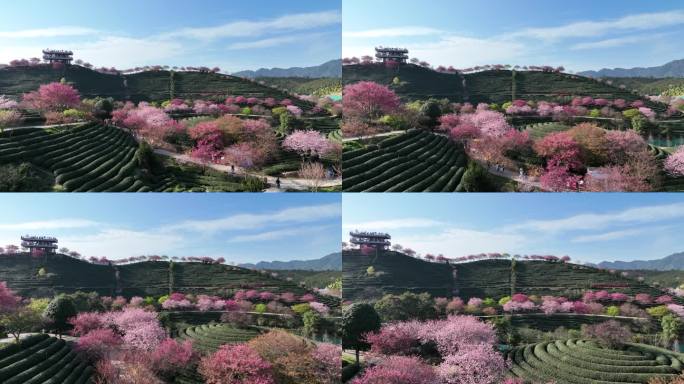 福建龙岩台品樱花茶园航拍