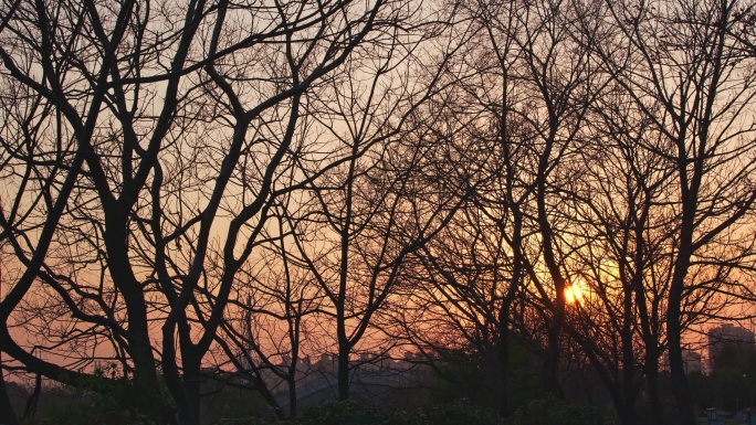 电影感夕阳在枯枝中落下延迟