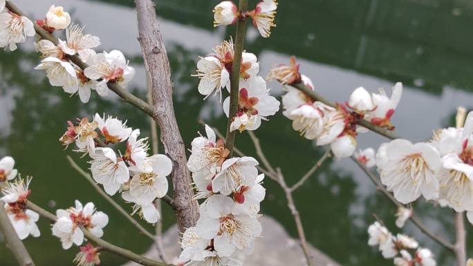 成都浣花溪公园红梅盛开