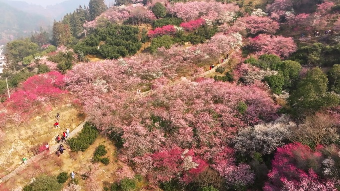 卖花渔村航拍