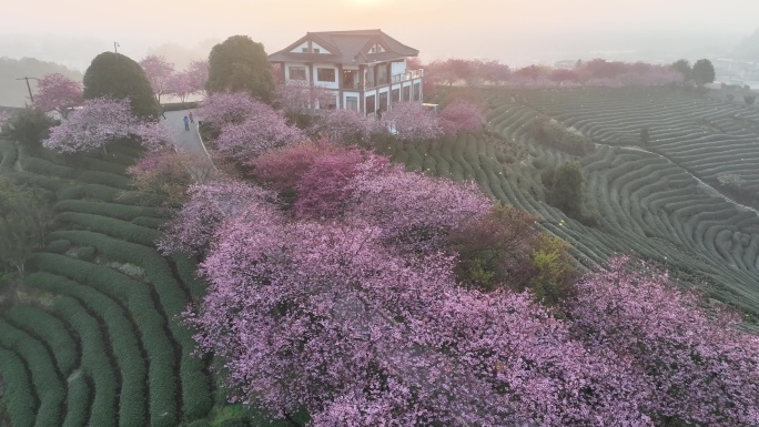 福建龙岩台品樱花茶园航拍