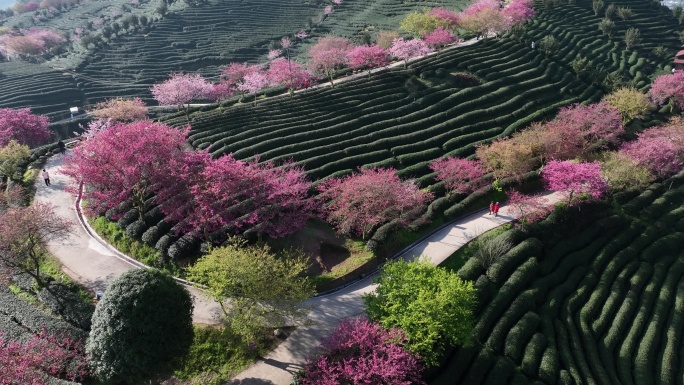 福建龙岩台品樱花茶园航拍