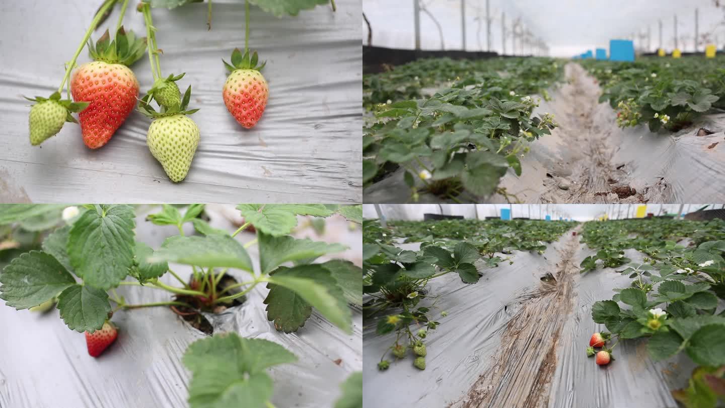 大棚草莓幼苗期