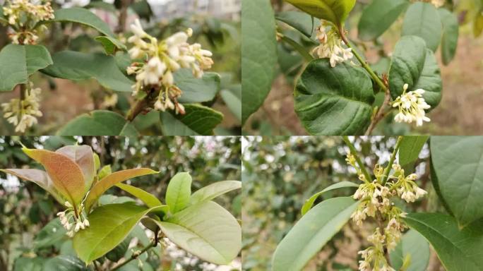 桂花 花 盛开 桂花树金桂秋天桂花桂花树