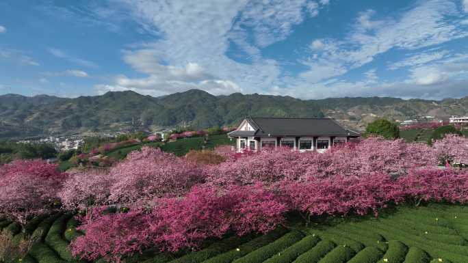 福建龙岩台品樱花茶园航拍