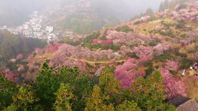 卖花渔村航拍