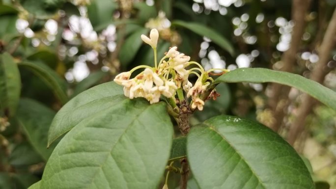 桂花树金桂 秋天桂花飘落桂花视频金桂花