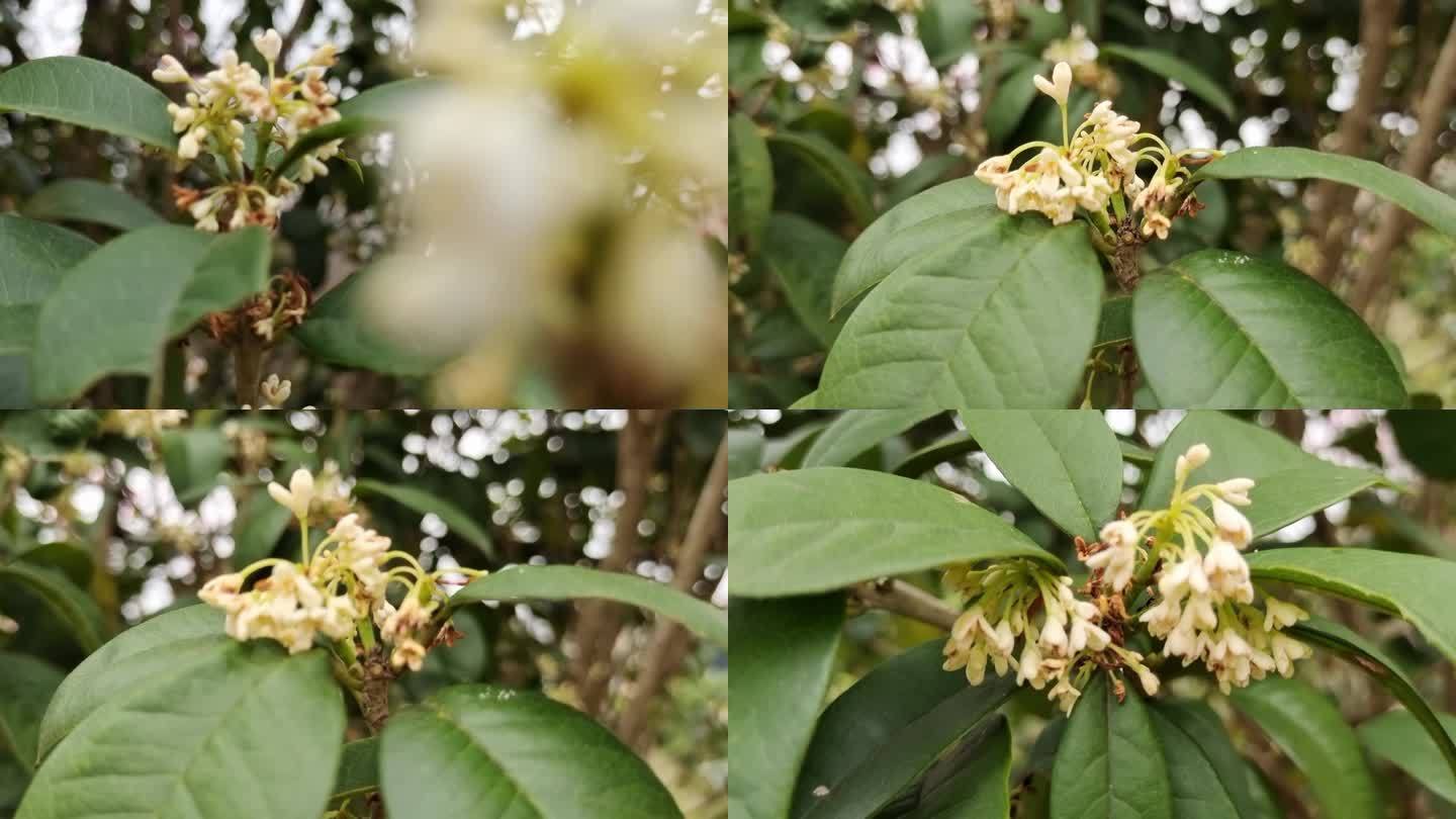 桂花树金桂 秋天桂花飘落桂花视频金桂花