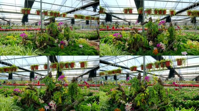 鲜花种植基地温室大棚