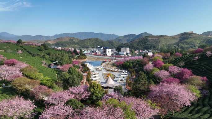 福建龙岩台品樱花茶园航拍