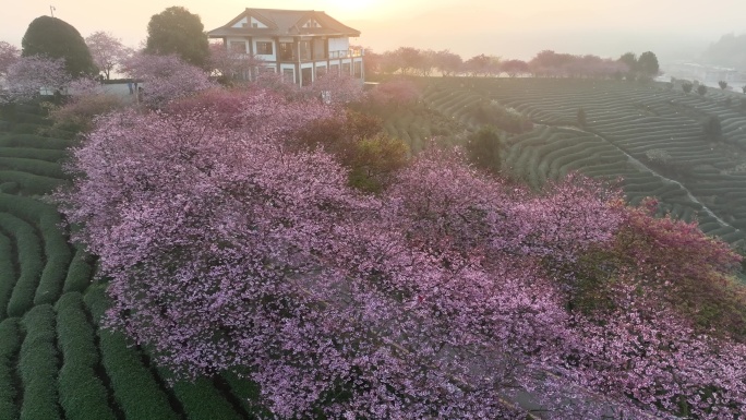 福建龙岩台品樱花茶园航拍