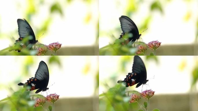 大自然蝴蝶粉蝶蛱蝶与花朵