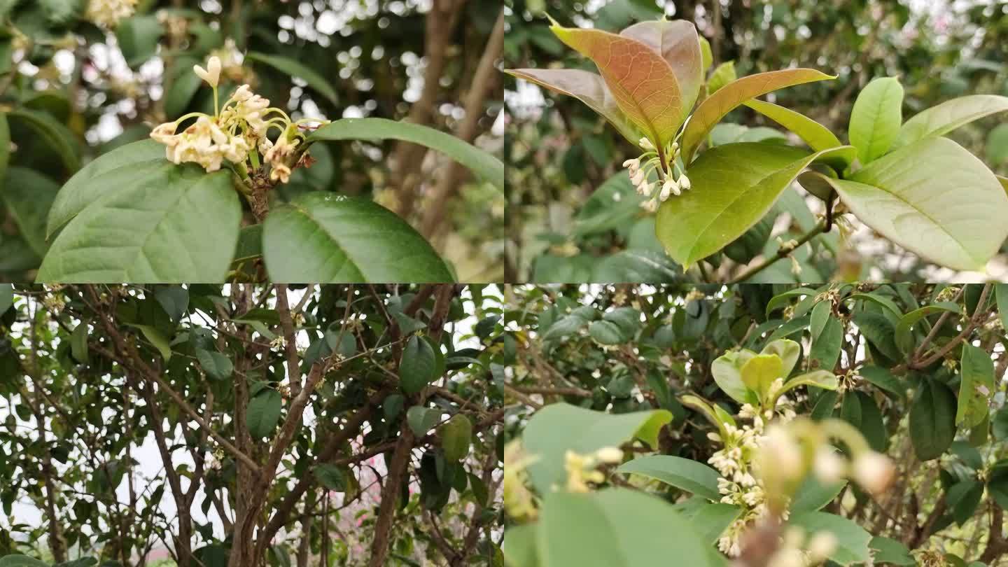 桂花树 金桂 桂花特写 花香四溢桂花实拍