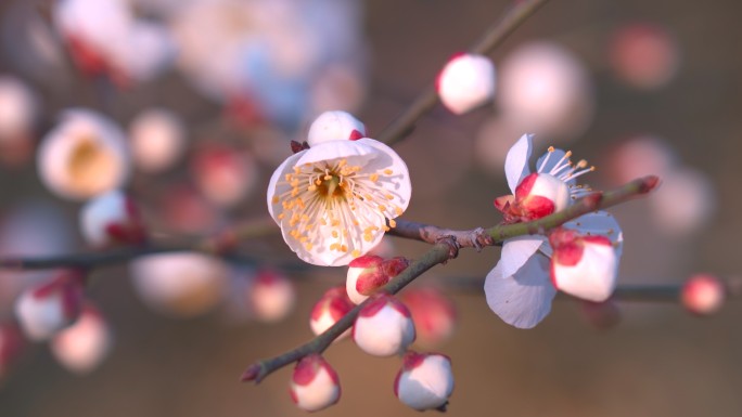 春天盛开的白梅梅花