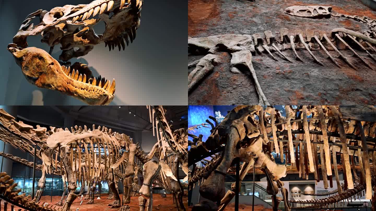 恐龙化石实拍视频素材