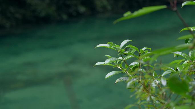 雨后植物空镜