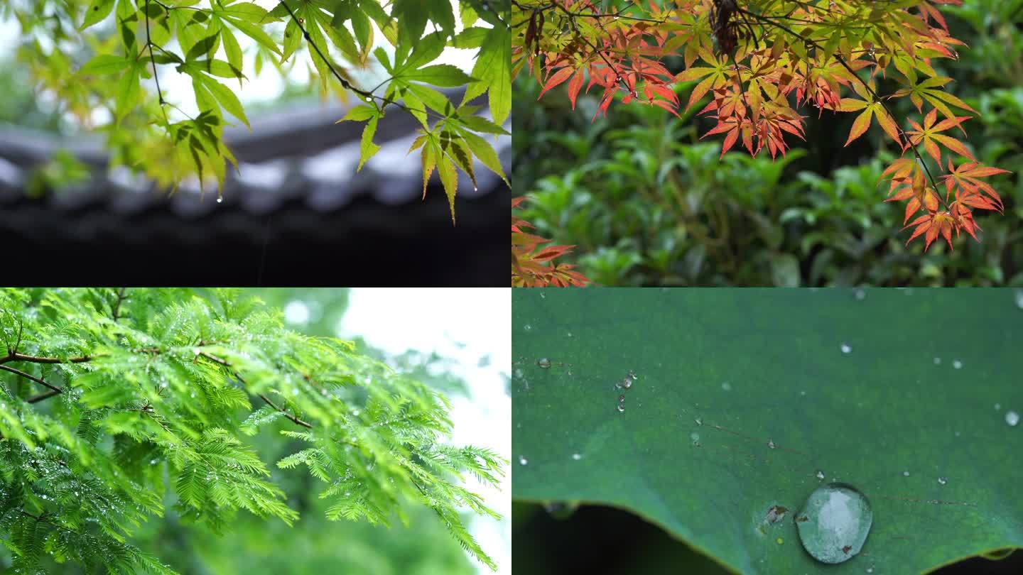 唯美春雨下雨雨天空镜头