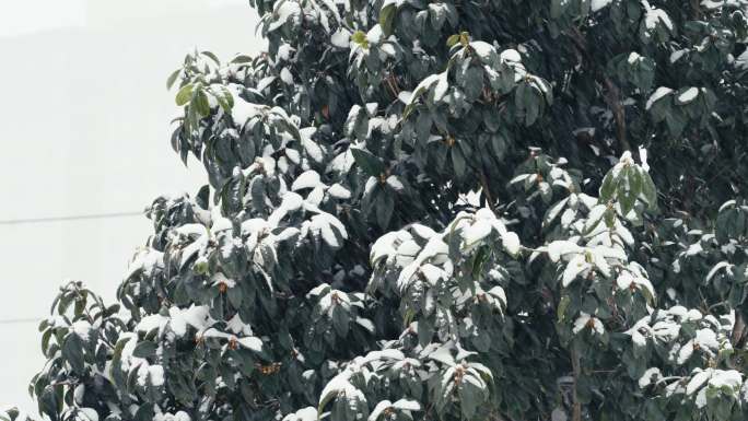 树叶积雪