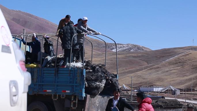 西藏打阿嘎 农业合作社分红 农业合作社