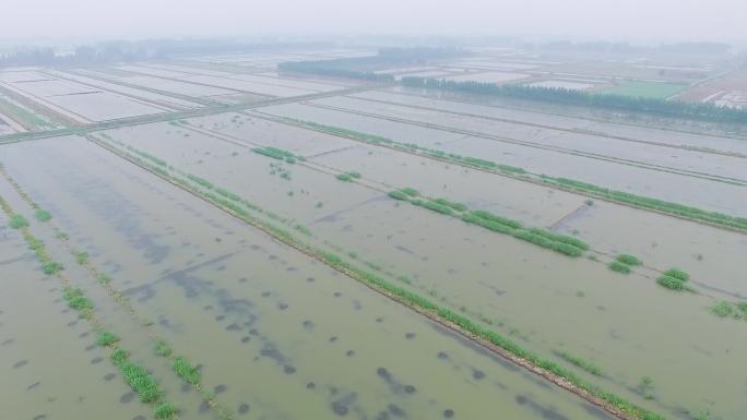 鲜活小龙虾