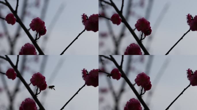 春天里，蜜蜂在杏梅花朵上采蜜