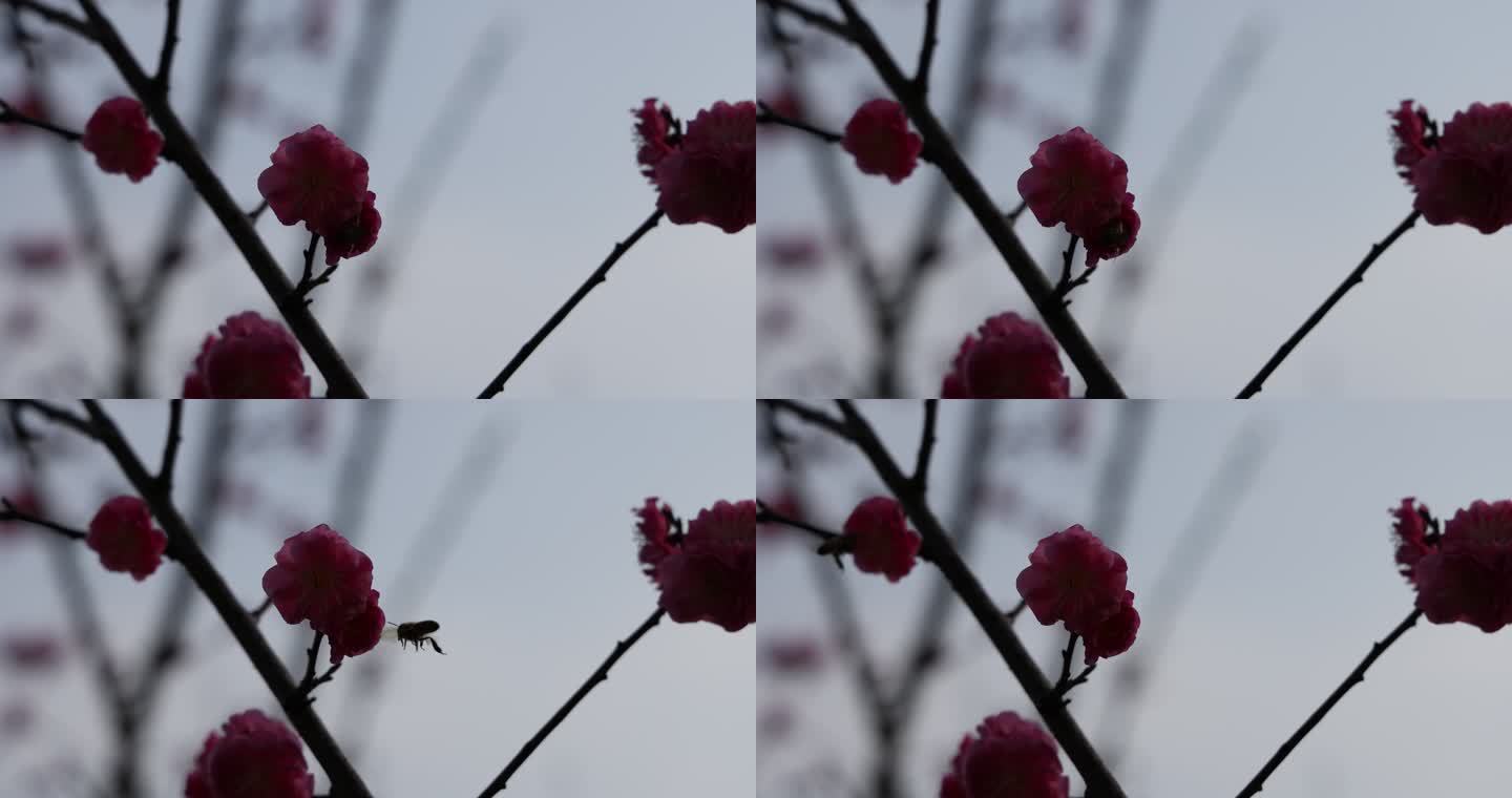 春天里，蜜蜂在杏梅花朵上采蜜