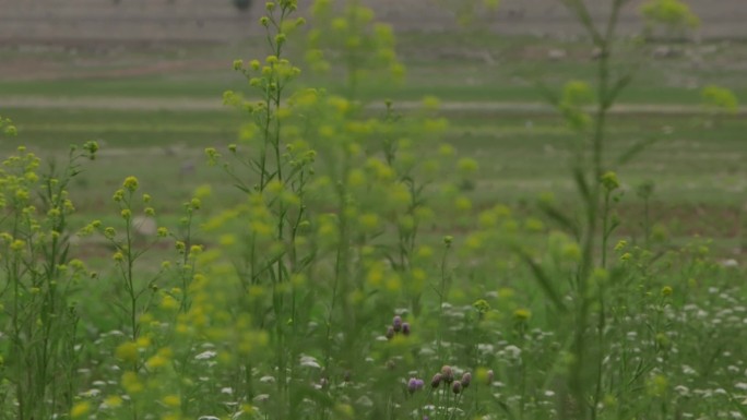 花草丛