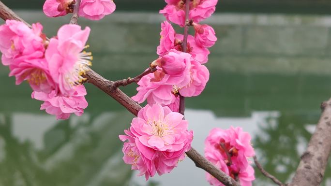 成都浣花溪公园红梅盛开