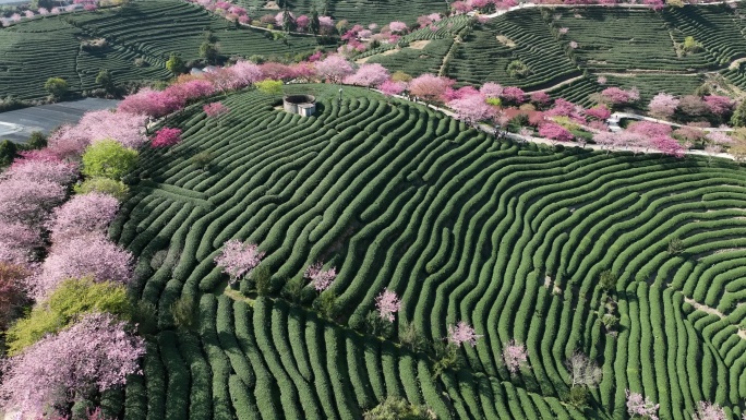 福建龙岩台品樱花茶园航拍