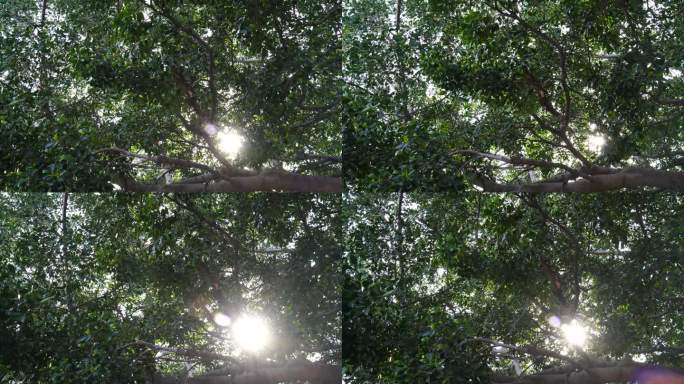 阳光穿过树叶风吹树叶唯美逆光榕树叶太阳光