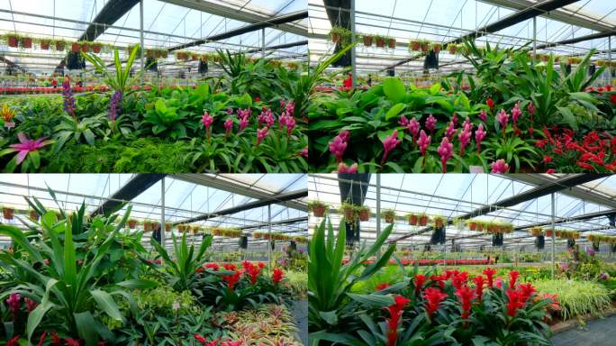 鲜花种植基地温室大棚