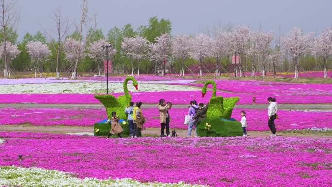 春天的公园花海游客